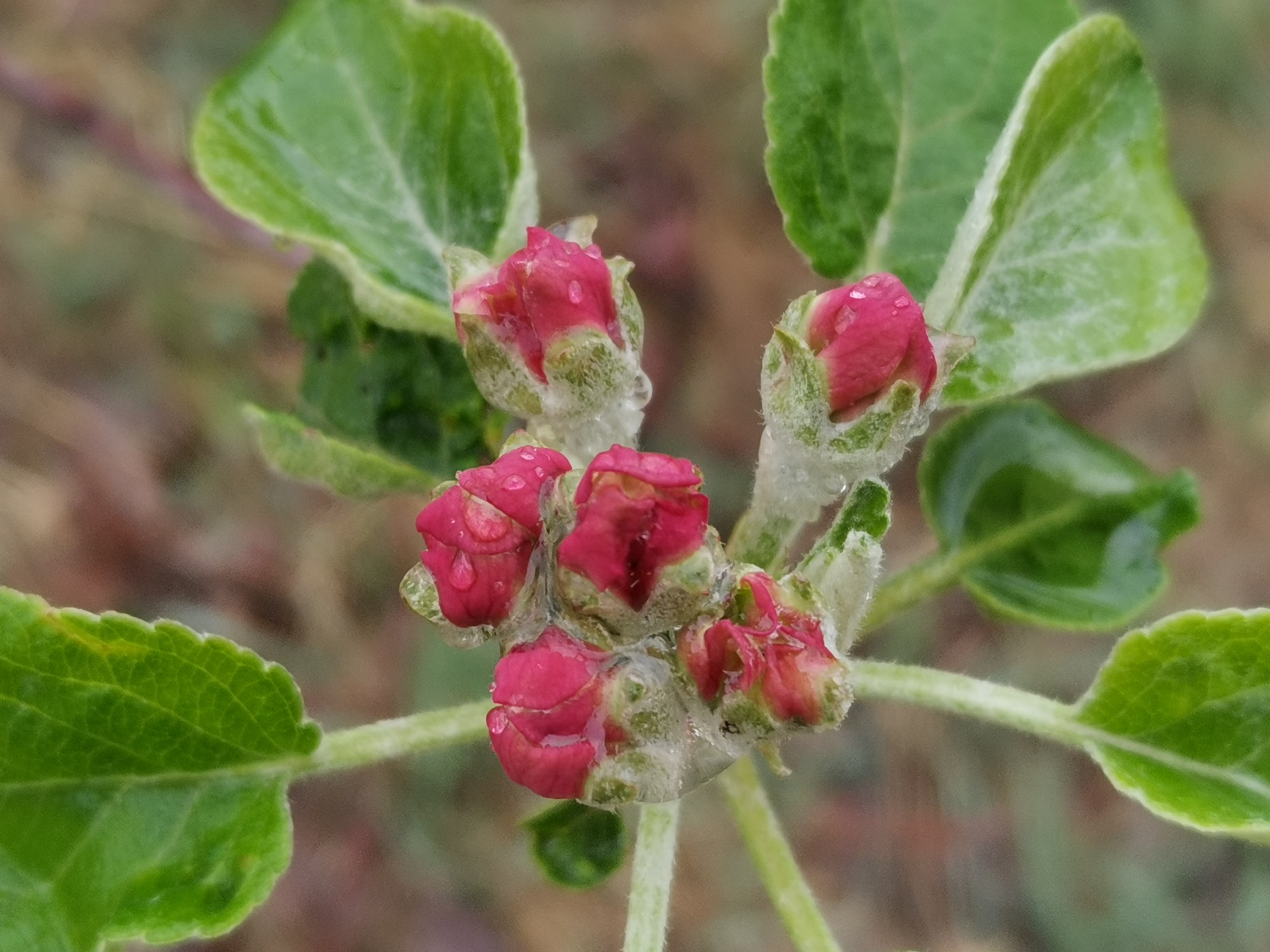 快速花苹果版无视黑户漏洞下款5万-第1张图片-太平洋在线下载